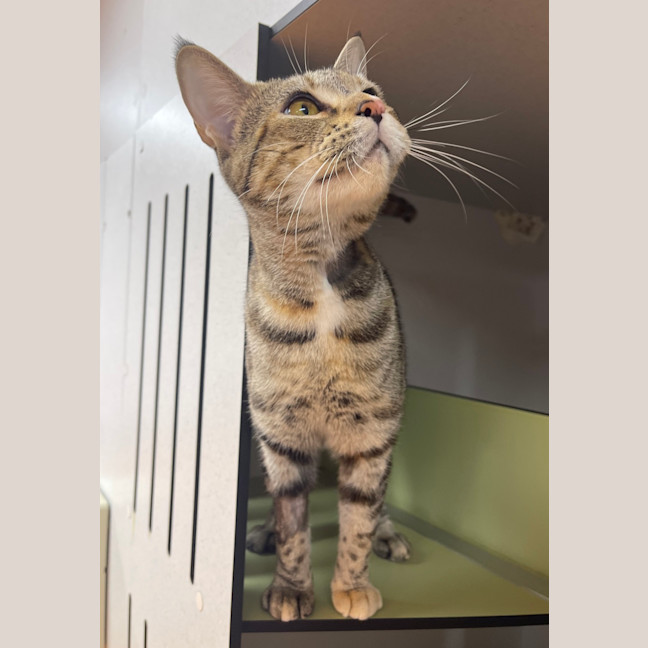 Photo of Twix