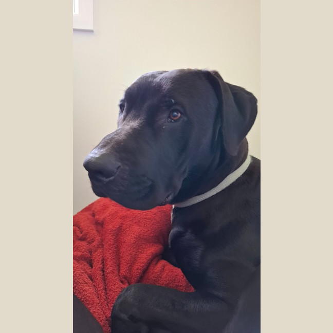 Photo of Tiny   1 Year Old Great Dane X Labrador (Trial)
