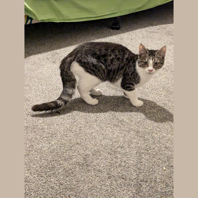 Photo of Kiki (Aka Heiki)