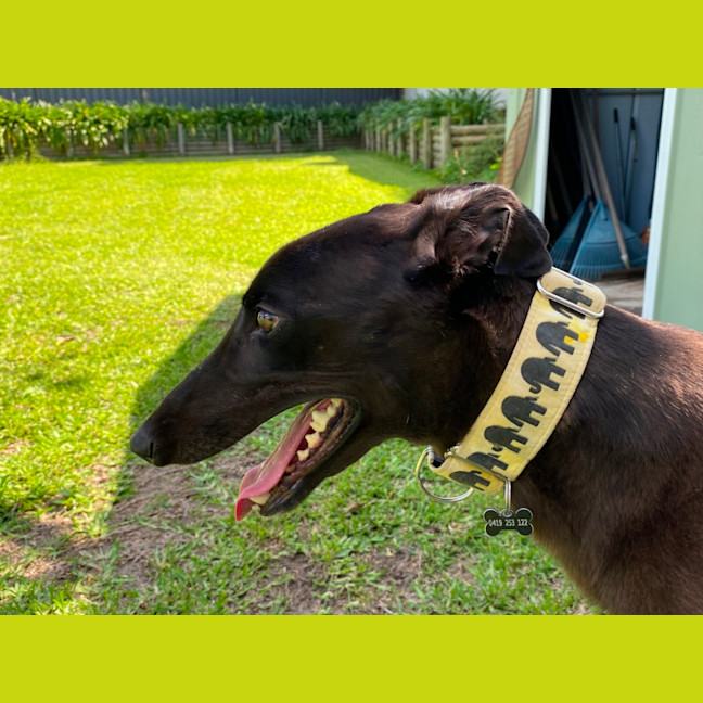 Photo of Precious The Greyhound 