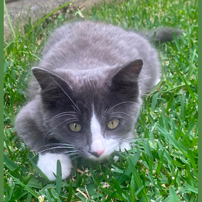 Photo of Teddy (Bear)