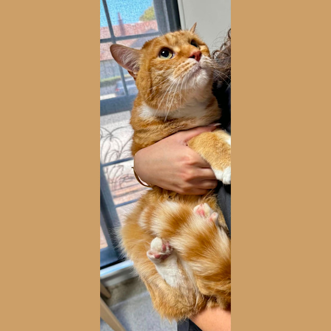 Photo of Gingy