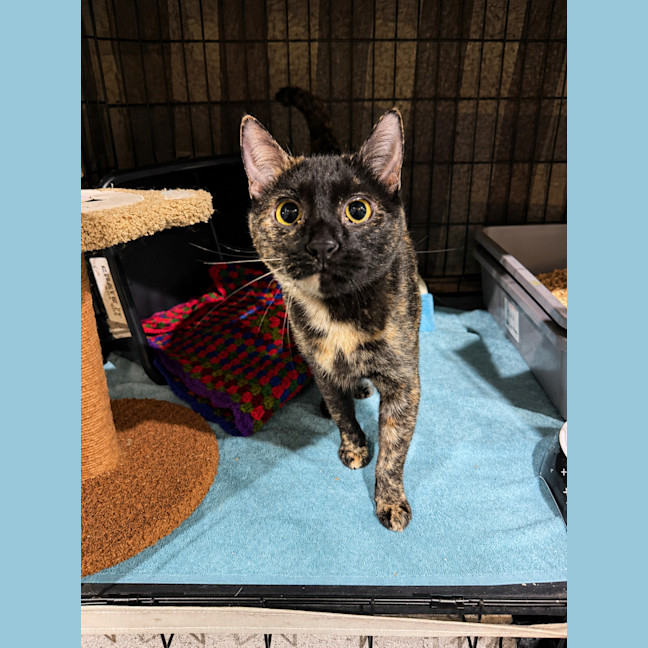 Photo of Cleo