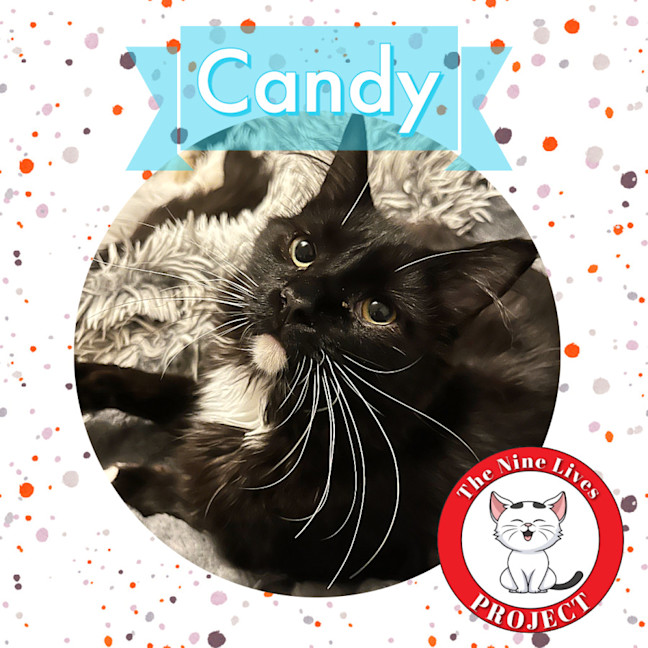 Photo of Candy *9 Lives Project Rescue*