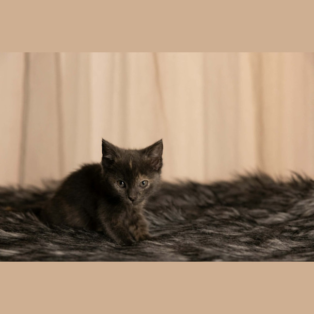 Photo of Muffin 🧁