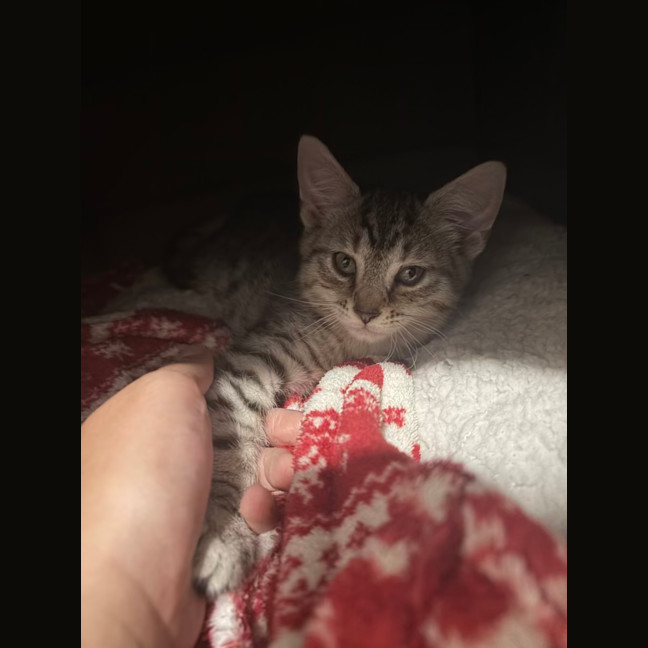 Photo of Cinnamon