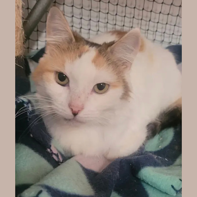 Photo of 💛Cassie💛