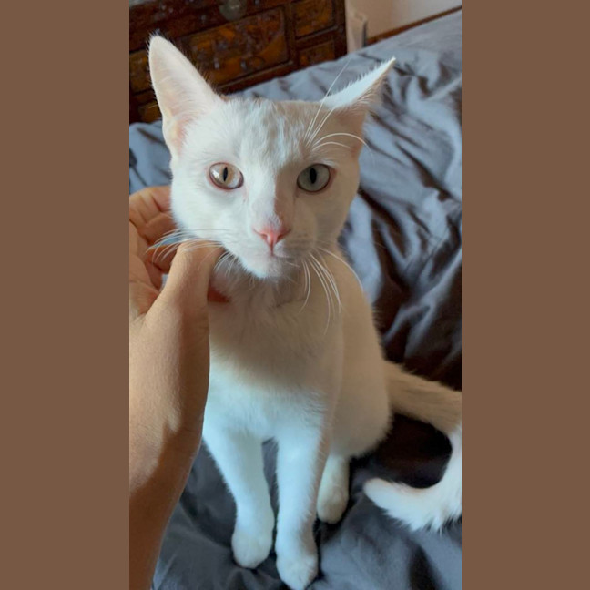 Photo of Caju* 9 Lives Rescue*💛