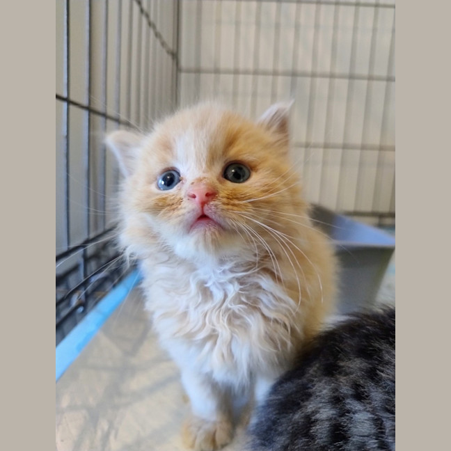 Photo of Huxley