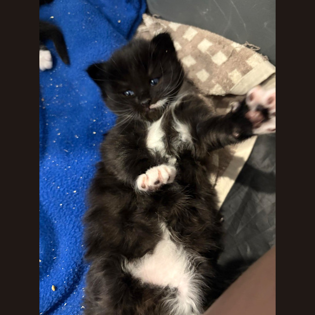Photo of Casper