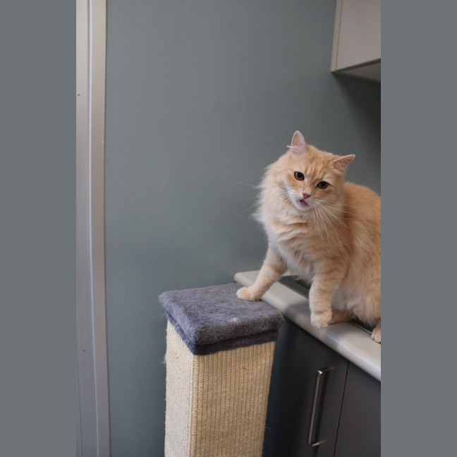 Photo of Amaretto!