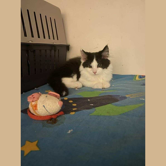 Photo of Jarli