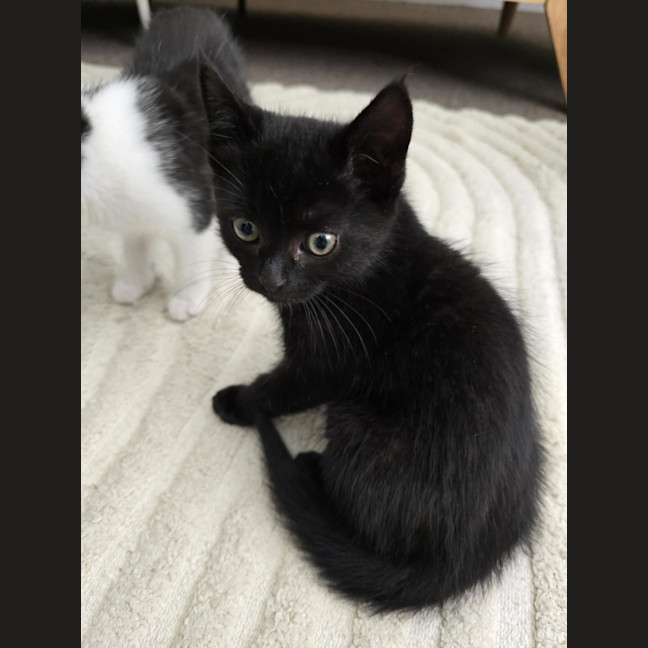 Photo of Frankie   9 Week Old Dsh