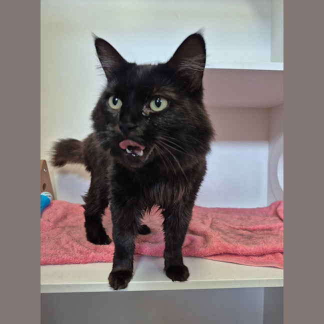 Photo of Super Fluff