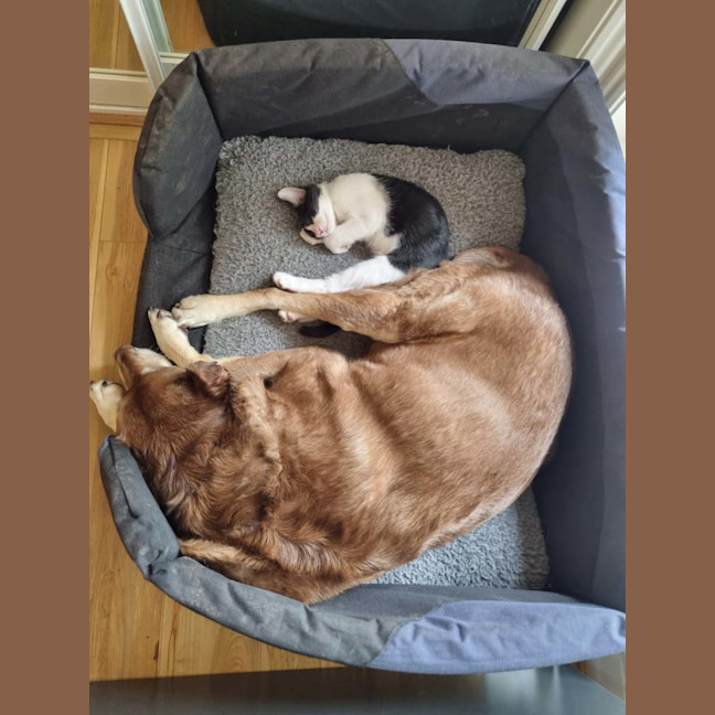 Photo of Lex 💙💙🐾