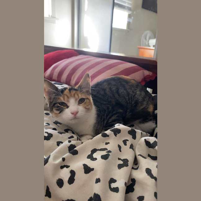 Photo of Nibbles