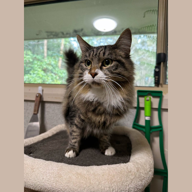Photo of Smokey