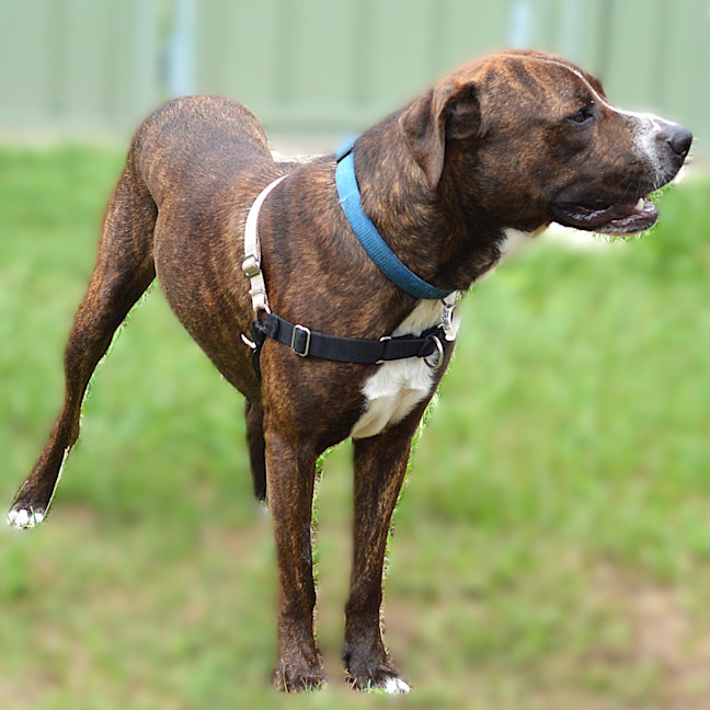 Photo of Moose