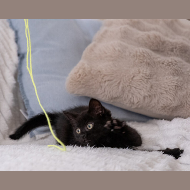 Photo of Midnight