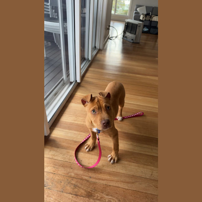 Photo of Brandy   4 Month Old Staffy X