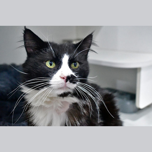 Photo of Mistoffelees