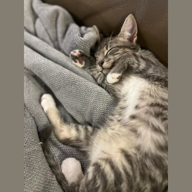 Photo of Lilo