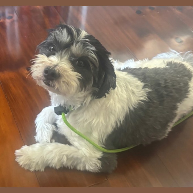 Photo of Benji