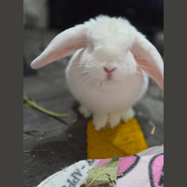 Photo of Gidget 