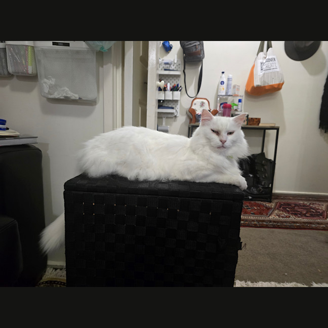 Photo of Cat