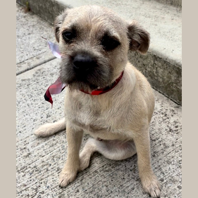 Photo of Frankie   6 Month Old Pug X Terrier