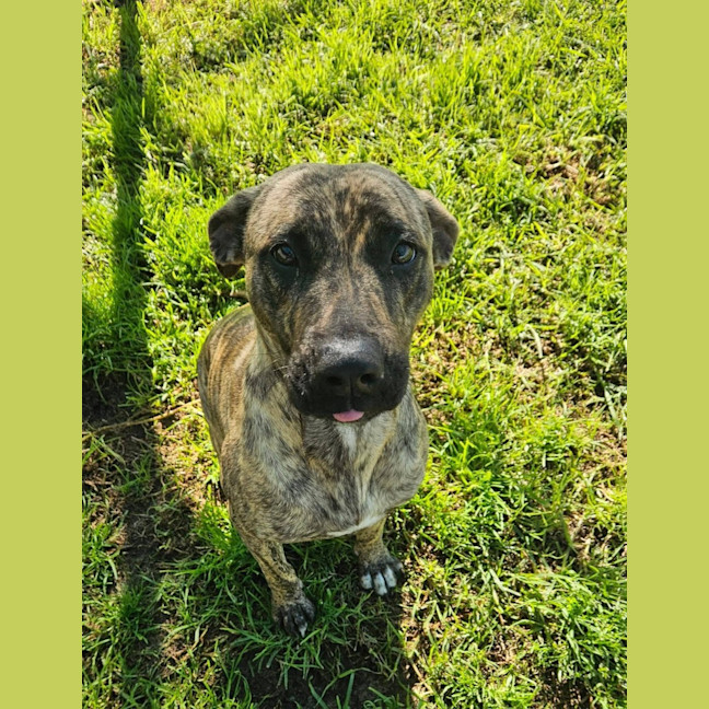 Photo of Waffles