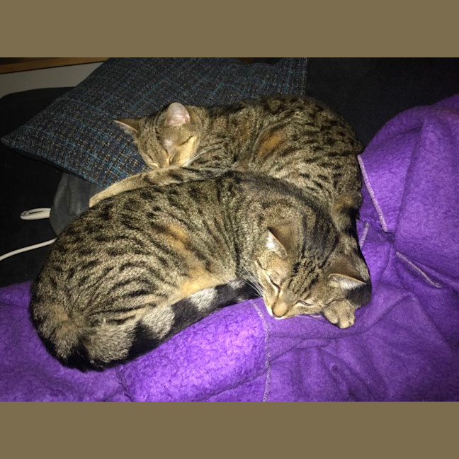 Photo of Max And Bunny (Bonded Pair)