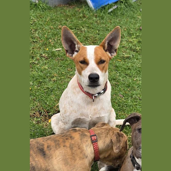 Photo of Bandit