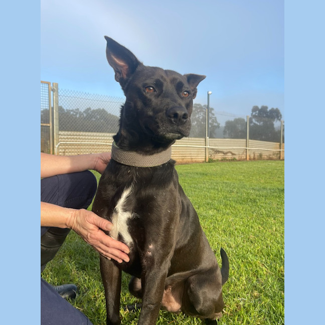 Photo of Shadow