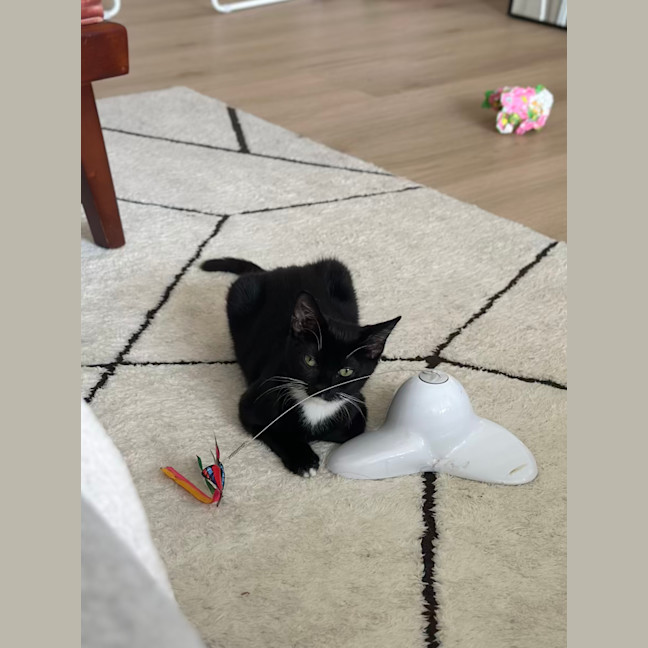 Photo of Apple Bottom Jeans