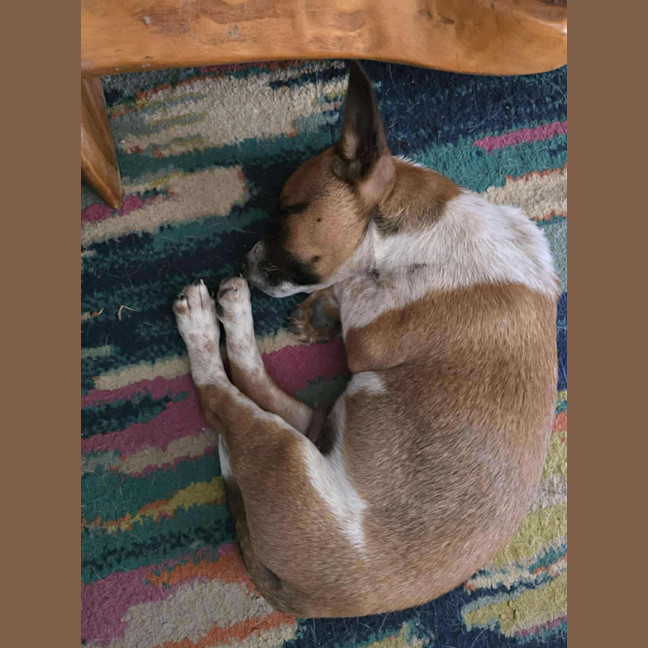 Photo of Joey