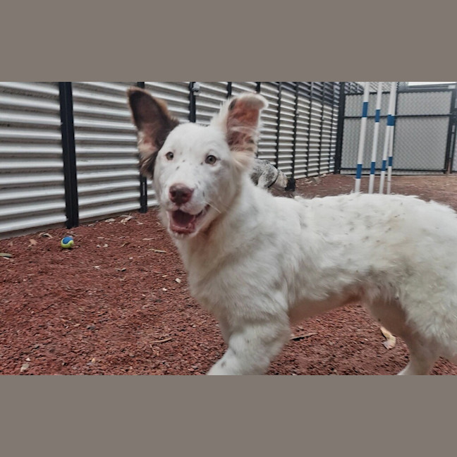 Photo of Boo