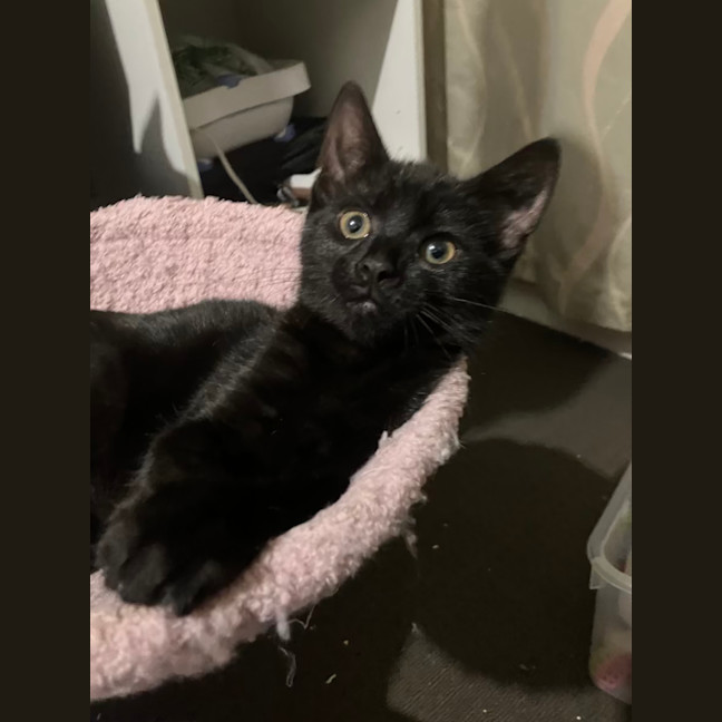 Photo of Licorice