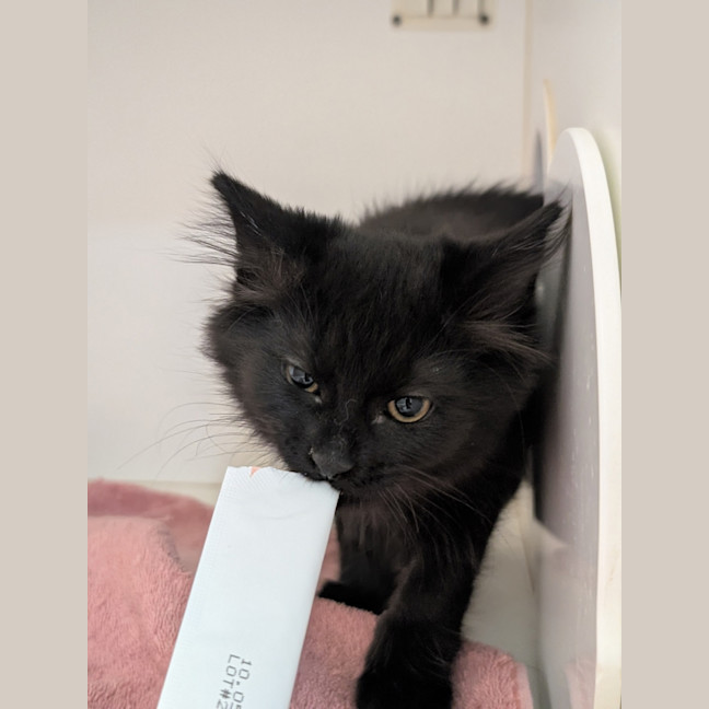 Photo of Custard Eclair