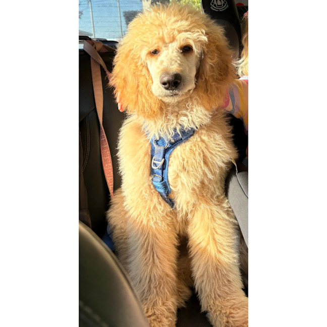 Photo of Dougie   6 Month Old Groodle