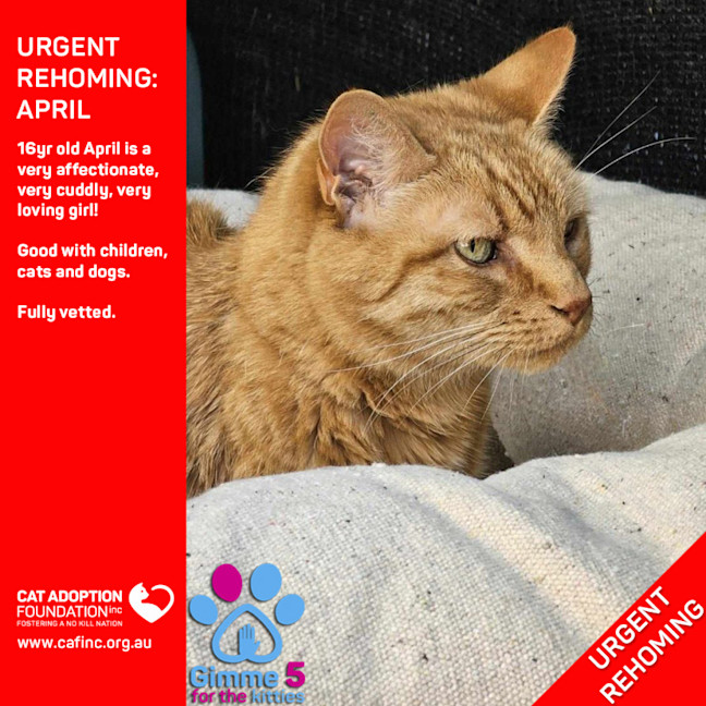 Photo of April Private Rehoming No Charge!