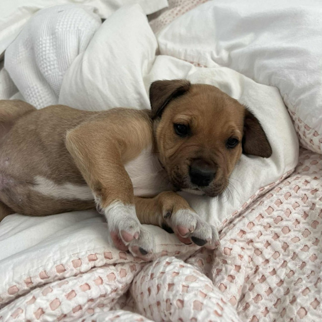 Photo of Jake The Dog