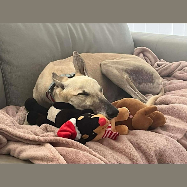 Photo of Orana The Greyhound