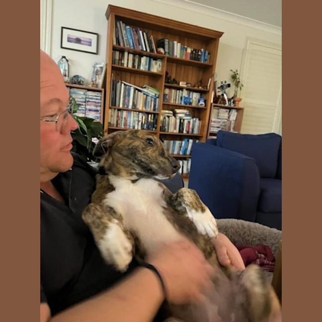 Photo of Tilly   8 Month Old Kelpie X