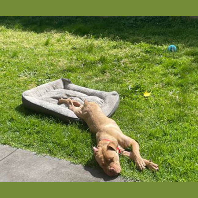 Photo of Bruce Bogtrotter
