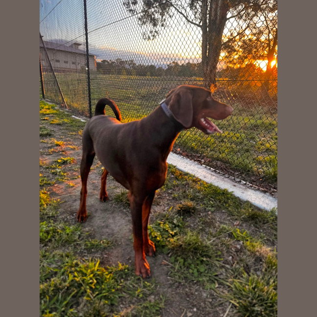 Photo of Ms E. Von Dobermann