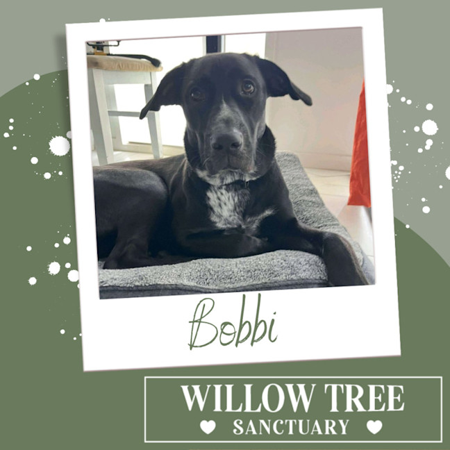 Photo of Bobbi