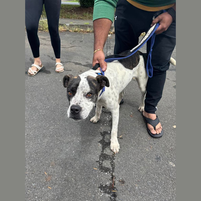 Photo of Owen *$250 Adoption Fee*