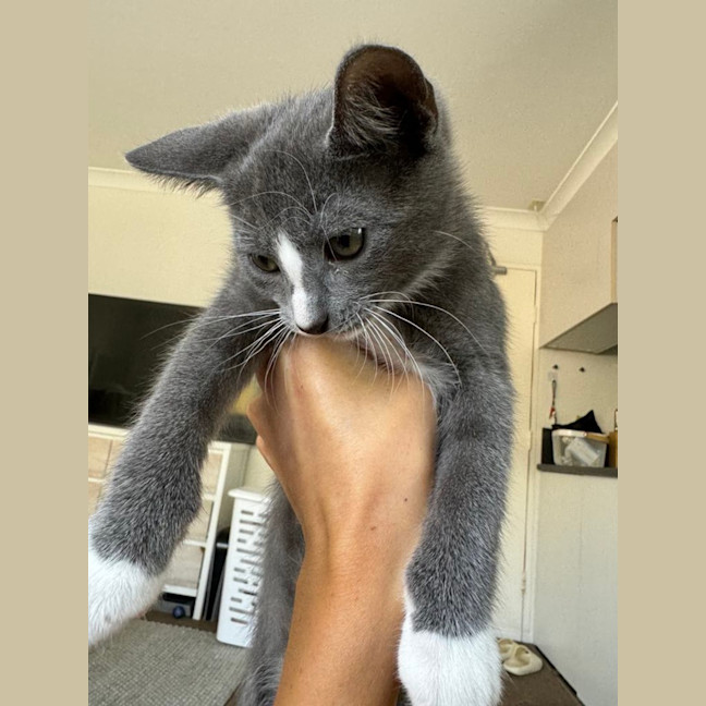 Photo of Fruit Loops