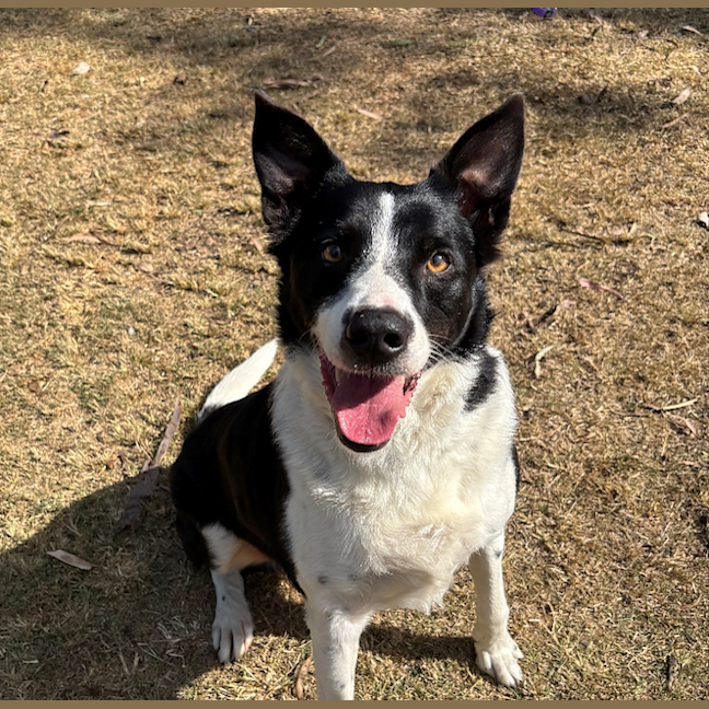 Photo of Rex